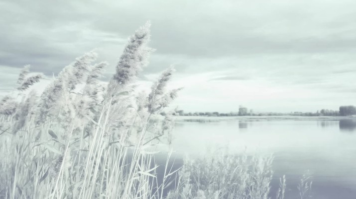 Spokojna Fototapeta Natura – Jezioro i Trzciny | Relaksacyjny Pejzaż w odcieniach szarości i błękitu 82123 - zdjęcie 2