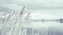 Spokojna Fototapeta Natura – Jezioro i Trzciny | Relaksacyjny Pejzaż w odcieniach szarości i błękitu 82123 Naklejkomania - zdjecie 2 - miniatura