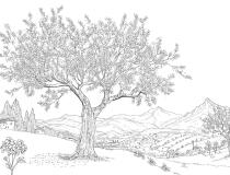 Fototapeta Line Art- Toskański Krajobraz | Szkic Włoskiego Pejzażu w stylu vintage 82208 - miniaturka 4