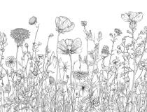 Elegancka Fototapeta Line Art- Łąka | Szkic polnych kwiatów | Minimalistyczna grafika na ścianę 82210 - miniaturka 4