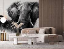 Egzotyczna Fototapeta Safari – Czarno-biały Słoń i zachód słońca na sawannie | Dekoracja ścienna w afrykańskim klimacie 82213 - miniaturka 3