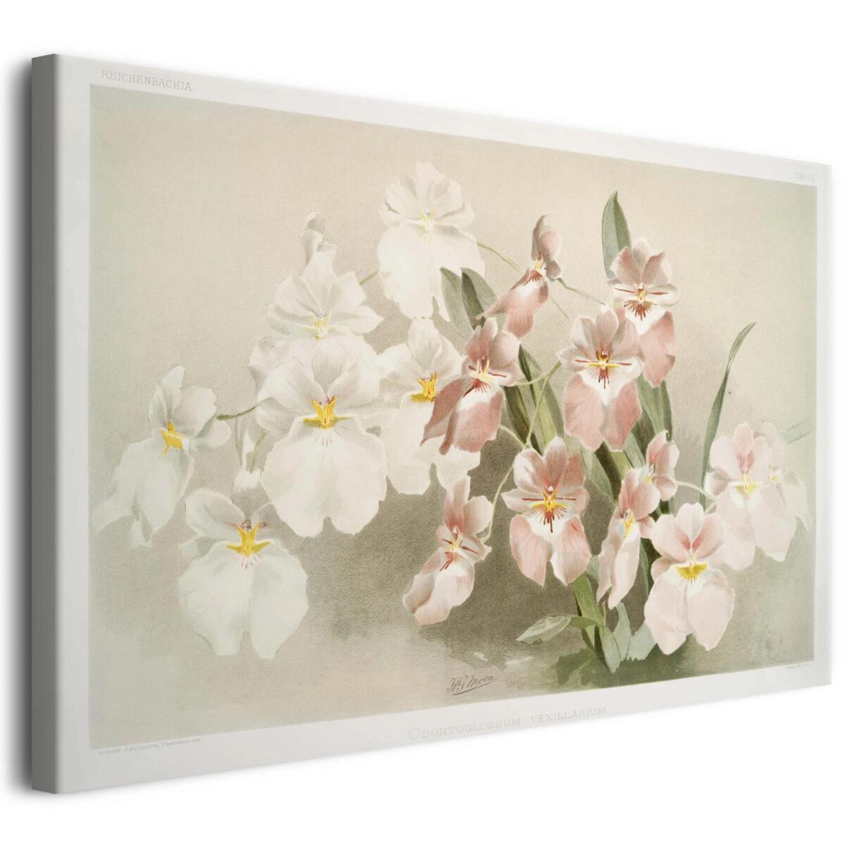 Reprodukcja ilustracji kwiatów Fredericka Sandera z kolekcji „Reichenbachia Orchids” - &amp;amp;amp;amp;quot;Orchids 4&amp;amp;amp;amp;quot;