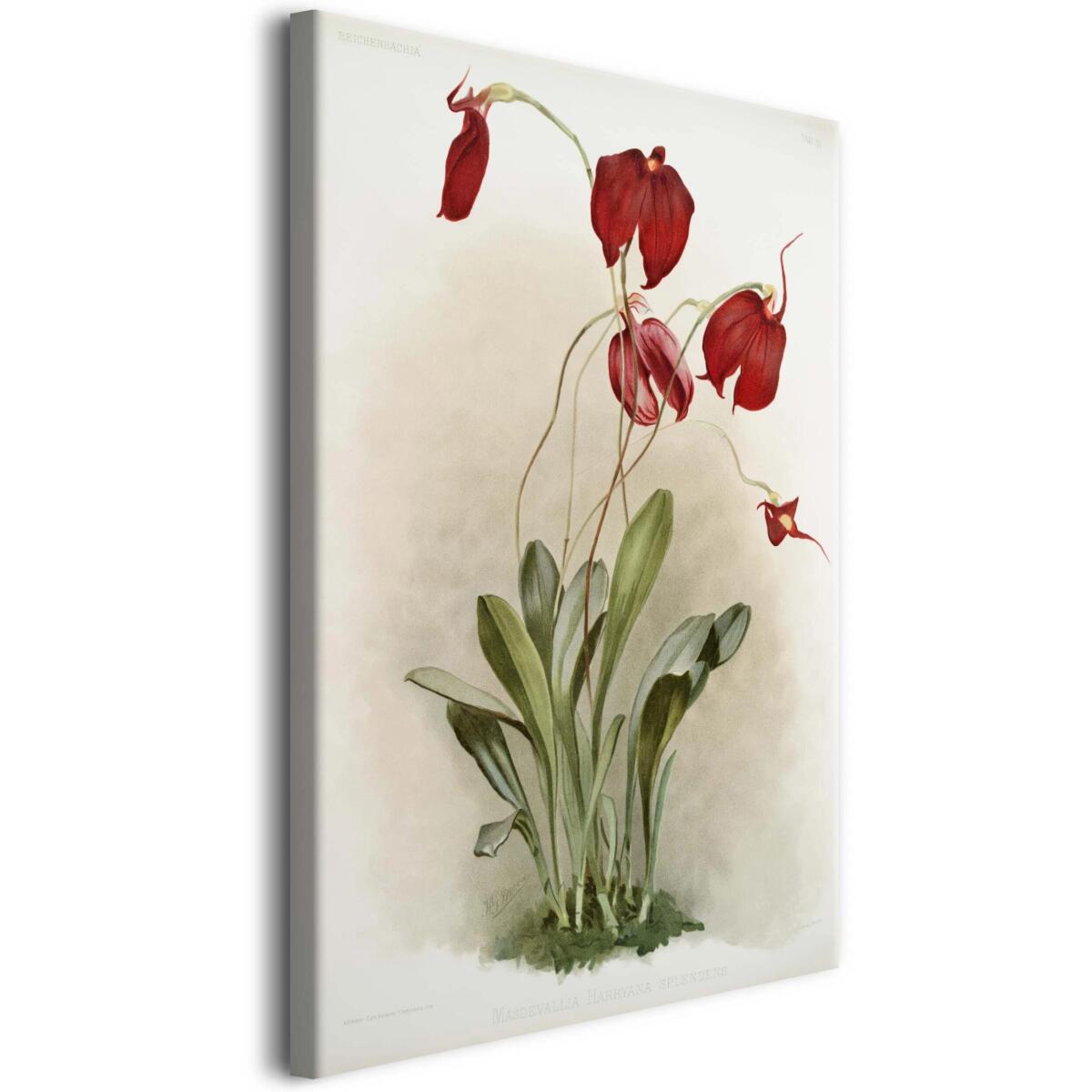 Reprodukcja obrazu Frederick Sander – Ilustracje kwiatów z kolekcji Reichenbachia Orchids 2 - zdjęcie 1