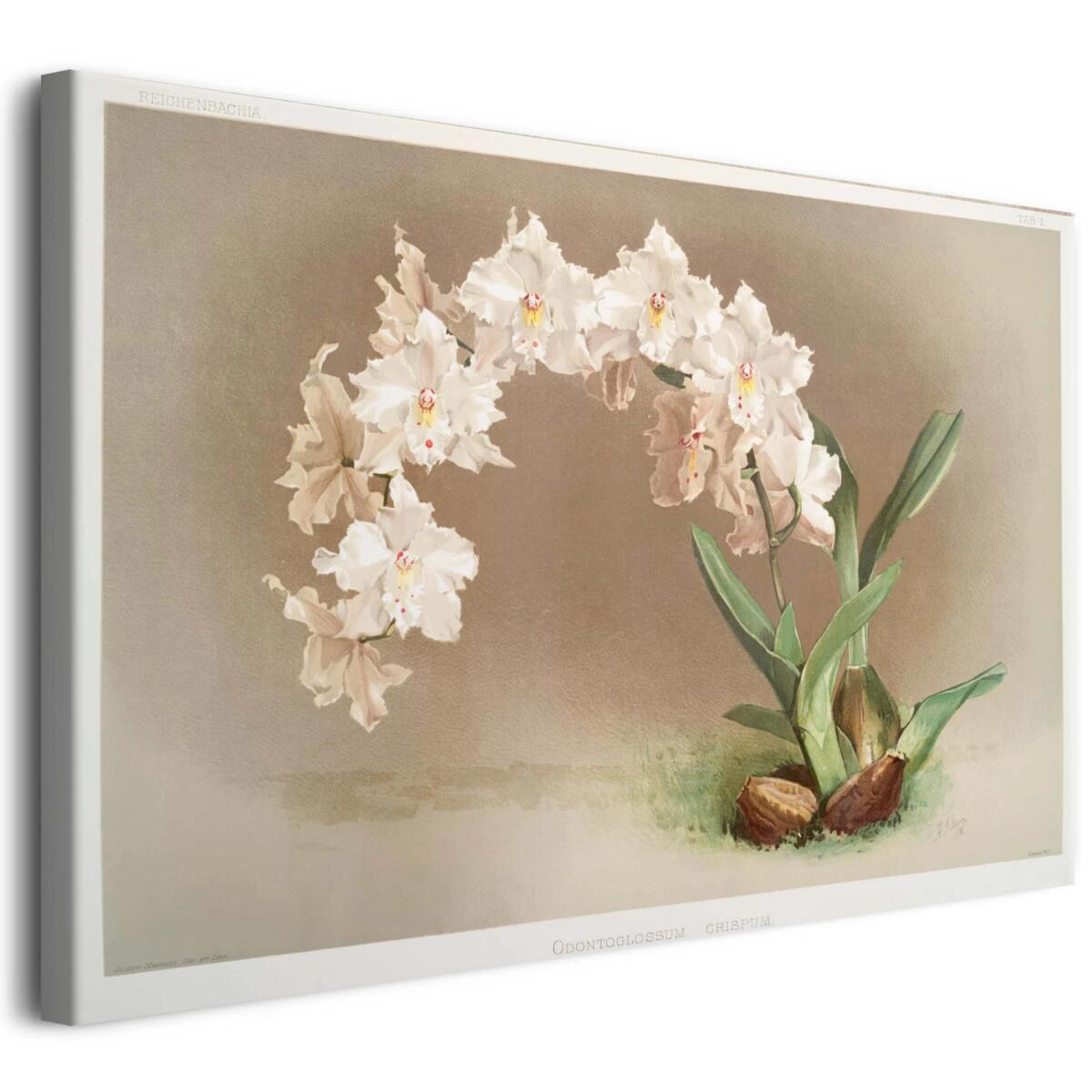 Ilustracja Kwiatów Orchidei Fredericka Sandera z Kolekcji &amp;amp;amp;amp;quot;Reichenbachia Orchids 3&amp;amp;amp;amp;quot; - Reprodukcja na Płótnie