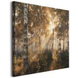 Obraz do salonu – brzozowy las o wschodzie słońca | Krajobraz, Pejzaż, Natura | Obraz na płótnie z leśnym widokiem 68122 - miniaturka 1