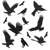 Naklejki ochronne na okna, Naklejka Odstraszająca Ptaki, Gołębie | Duży Zestaw 14szt. 51202 - miniaturka 1