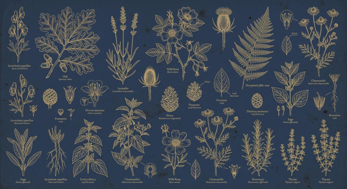 Fototapeta Botaniczna Vintage- Zioła i Ryciny | Elegancka Dekoracja Granatowa 31242 - zdjęcie 4