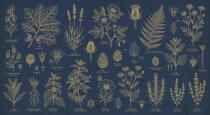 Fototapeta Botaniczna Vintage- Zioła i Ryciny | Elegancka Dekoracja Granatowa 31242 - miniaturka 4