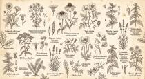 Stylowa Fototapeta Zioła na Beżu- Rycina Vintage | Tapeta Botaniczna do salonu 31237 - miniaturka 4