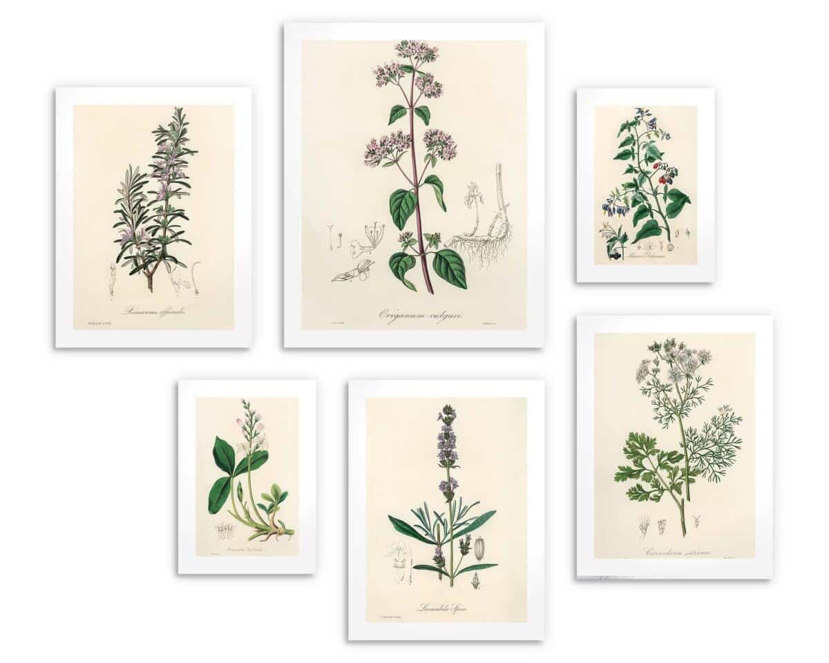Zestaw 6 plakatów botanicznych – Zielnik vintage 82730 - zdjęcie 4