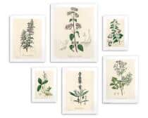Zestaw 6 plakatów botanicznych – Zielnik vintage 82730 - miniaturka 4