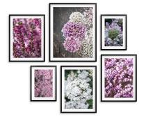 Zestaw 6 plakatów botanicznych – Kwiaty w odcieniach różu, fioletu i bieli 82729 - miniaturka 3