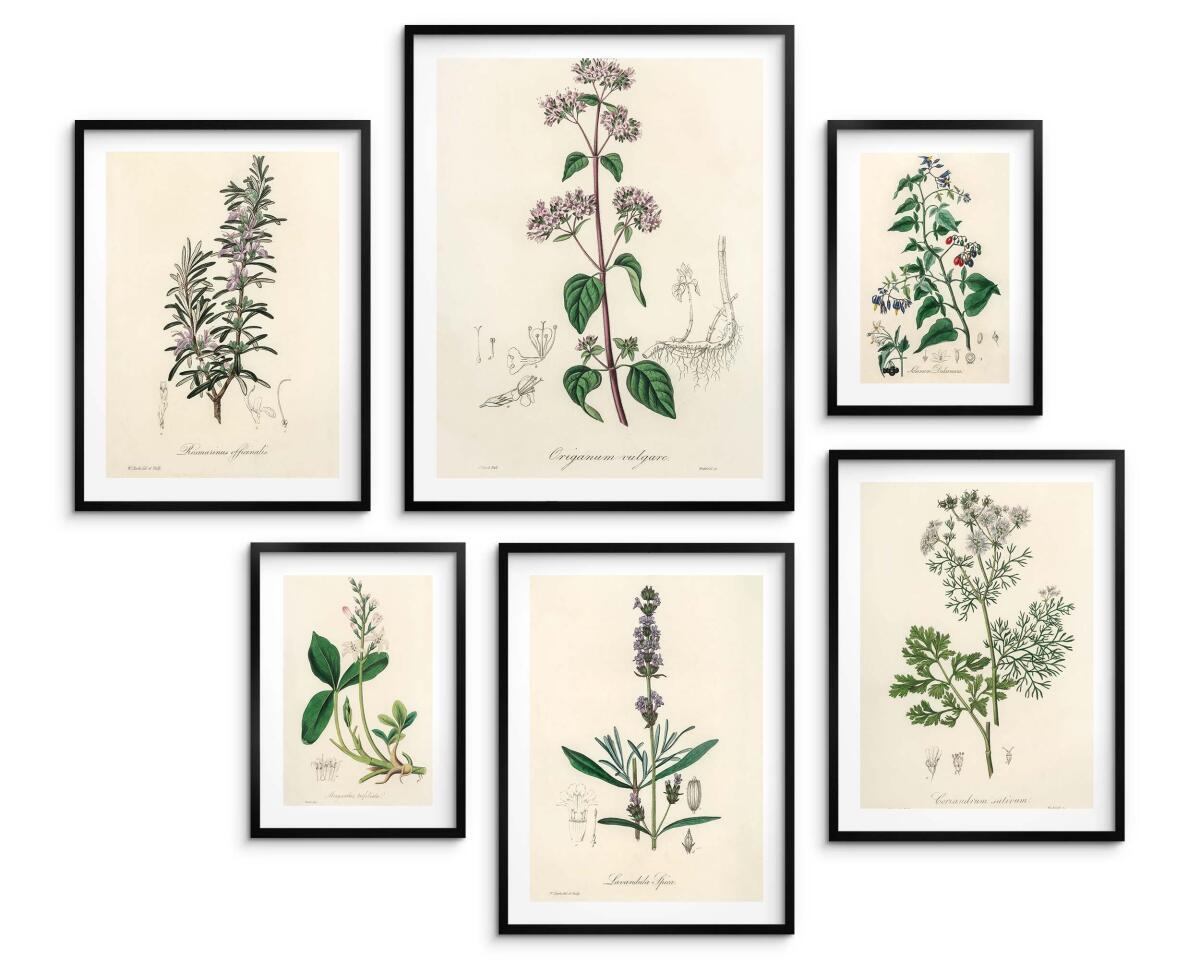 Zestaw 6 plakatów botanicznych – Zielnik vintage 82730 - zdjęcie 3