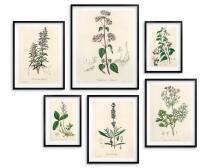 Zestaw 6 plakatów botanicznych – Zielnik vintage 82730 - miniaturka 3