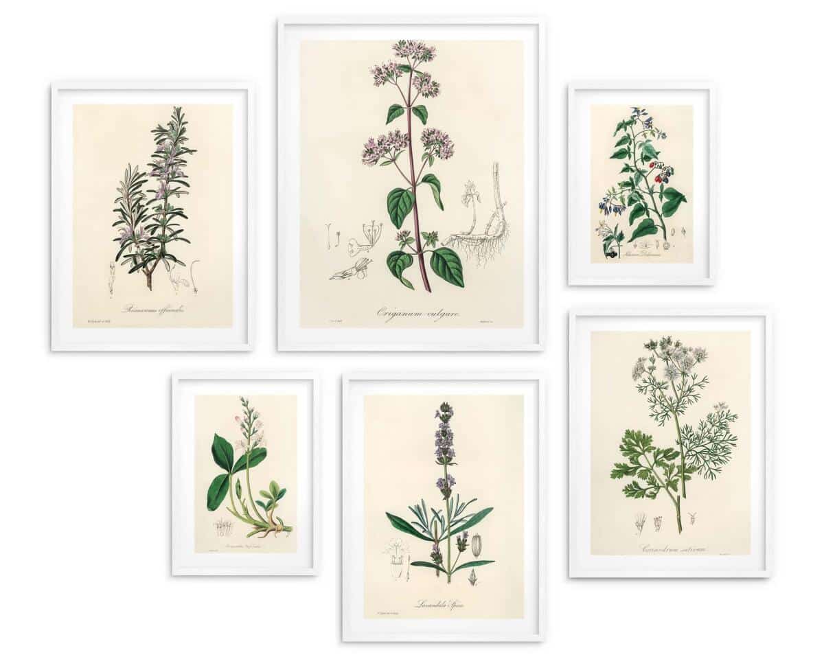 Zestaw 6 plakatów botanicznych – Zielnik vintage 82730 - zdjęcie 2