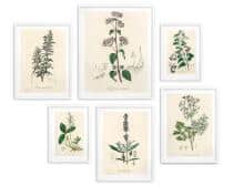 Zestaw 6 plakatów botanicznych – Zielnik vintage 82730 - miniaturka 2