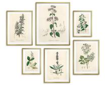 Zestaw 6 plakatów botanicznych – Zielnik vintage 82730 - miniaturka 1